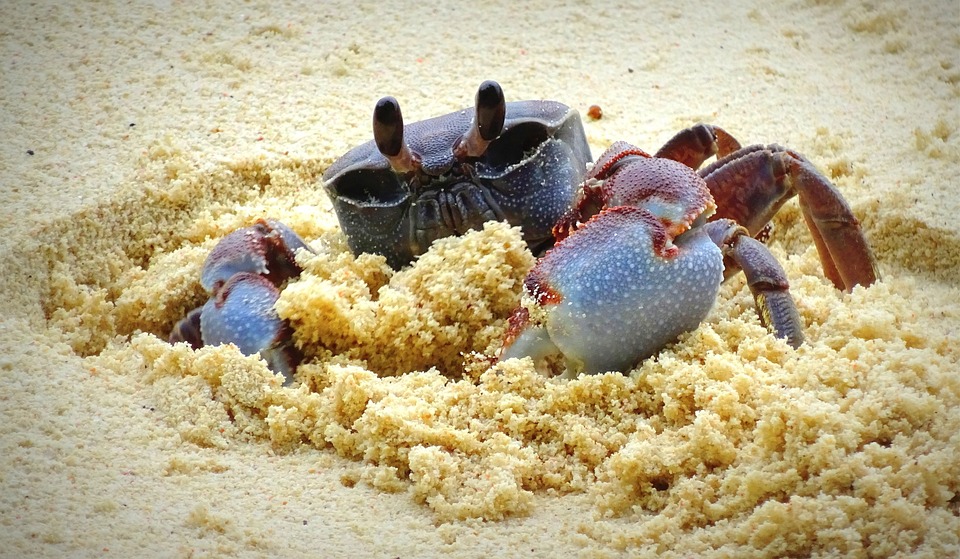 Crabe aux Seychelles
