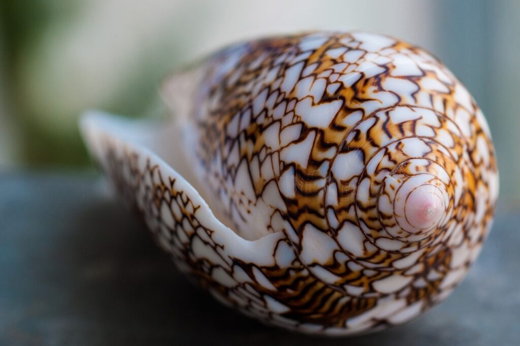 Coquillage aux Seychelles