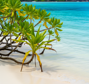 une plante sur la plage de l'île Anonyme 