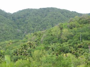 la forêt aux Seychelles
